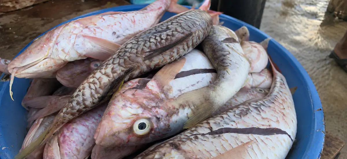 Poissons frais &agrave; Diego-Suarez